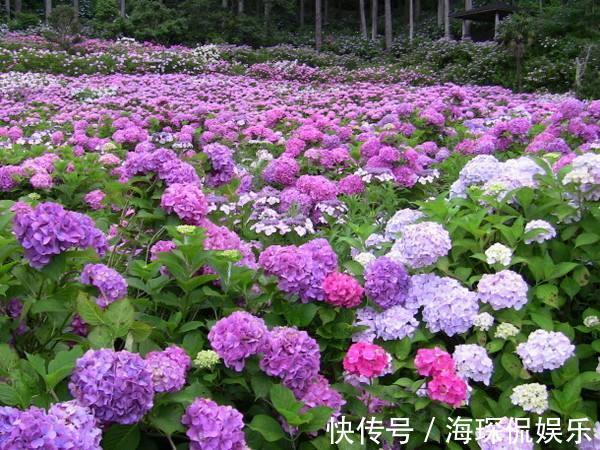 孕蕾期|绣球开花前的养护,做好孕蕾期的几个养护技巧,一颗能开十几朵