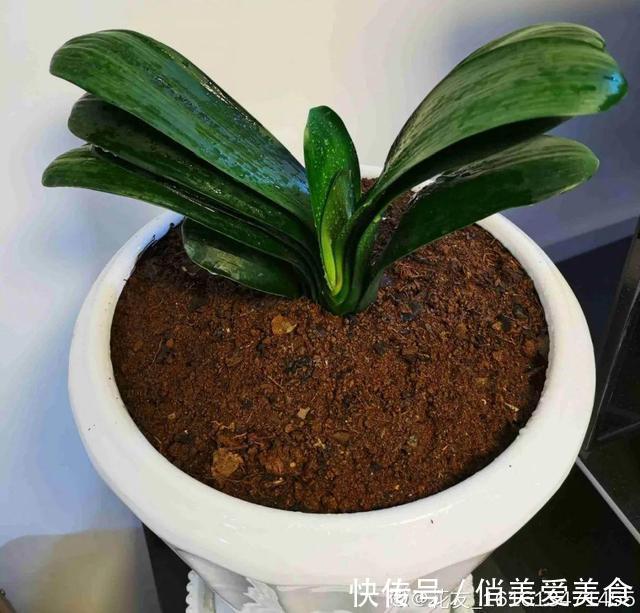 高温|10种花要控水,天热反而不能浇,一浇水就死