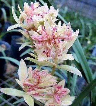 此兰花是多瓣奇花的经典品种之一,花型饱满,香气袭人,好养易活