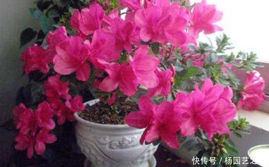 杜鹃花|3种花,不建议在花卉市场买,养不几天大多枯萎