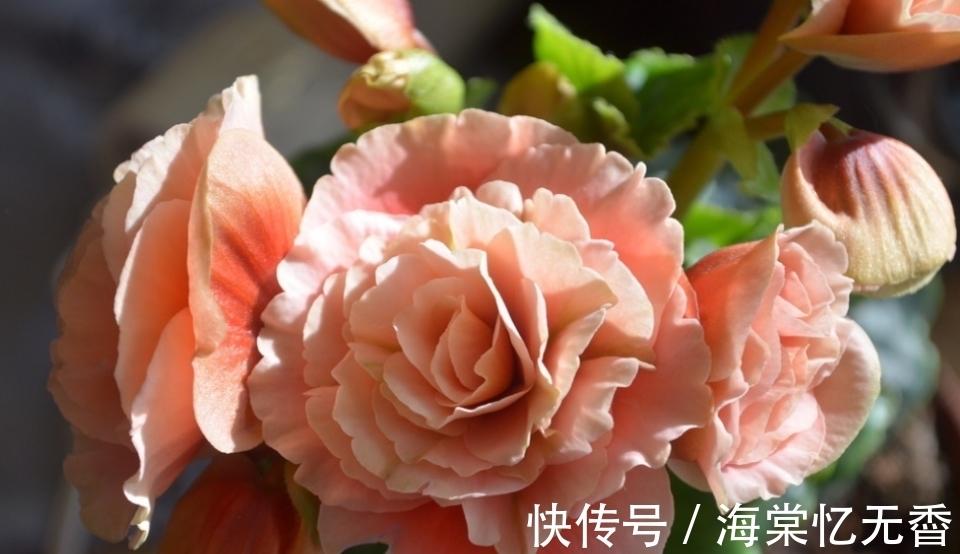 阳台上|此款花卉,好养易爆盆,沾点水就疯长,开花勤还爱爆盆,美