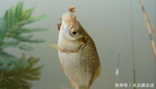 麦粒|推荐的两款自制麦粒饵,钓鲫鱼很好用,而且小鱼不闹窝!