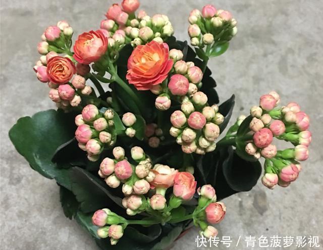 花苞|11、12月,长寿花蟹爪兰容易饿,7天喂1次,花苞挤着长