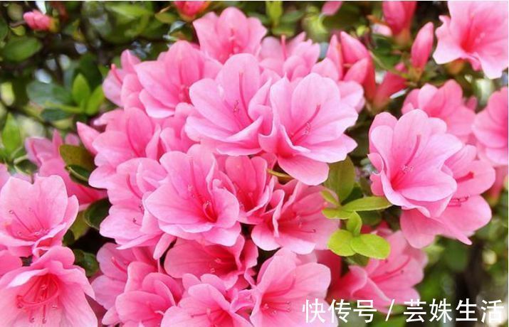 长寿花|邻居逛花市,只买这“3种花”,开花漂亮又好养,越养越上瘾