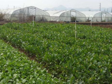 营养物质|空腹吃这三种食物,就很容易“瘦”,难怪一个人能减10斤