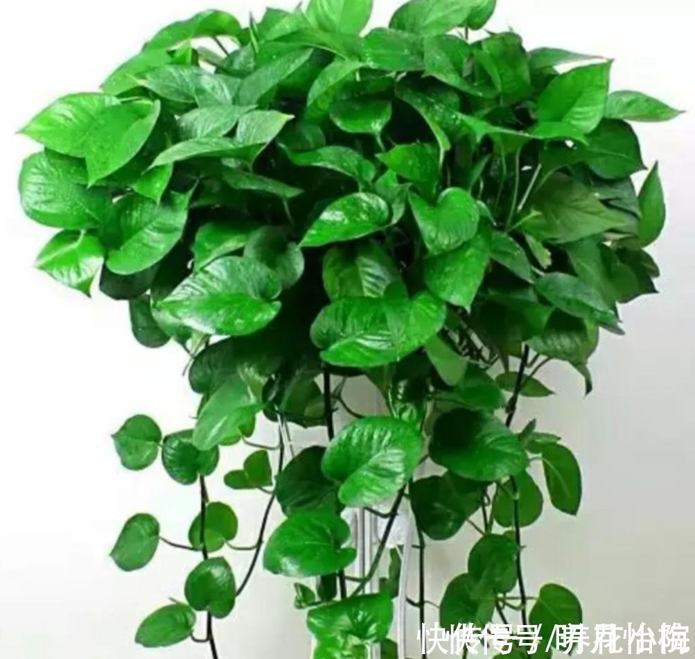 黄叶|朋友看到我养绿萝,让我赶紧扔掉,理由是“一棵绿萝藏七个鬼”