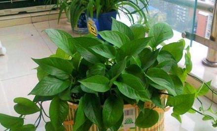 想要绿萝长得好,只需浇5种水,不施肥就能轻松长爆盆