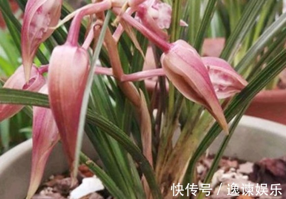 排水性|养殖小经验兰花长得好不好,不用羡慕别人啦,手把手教你养爆盆
