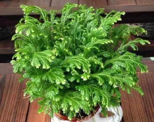  不好|客厅采光差？养这10种耐阴花，光照不好也能生长旺盛，开花不断