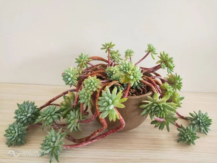 状态一般的多肉们，在我这儿已经是最美的存在了！