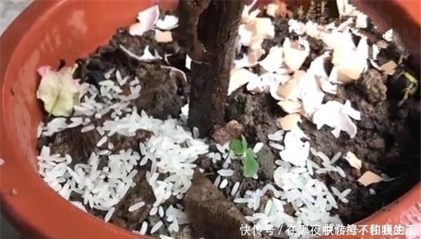 花肥|花盆里撒一把,不管多蔫多难养的花,几天根壮叶绿,不黄叶不烂根