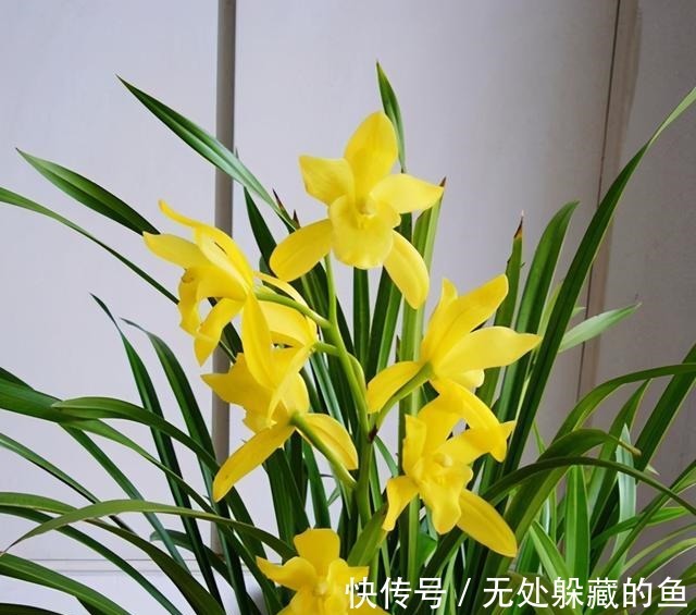 小神童|建议夏天遇到此兰花,别手软,多买些,能让你“清凉一夏”!