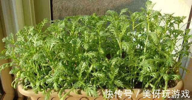 自己在家盆栽3种菜,15天后掐把炒菜,真香