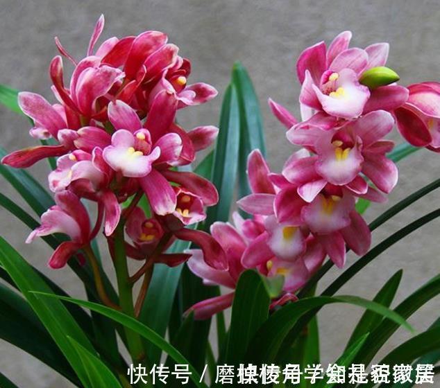 阳台再小,也要养一株香妃兰,典雅别致香味怡人,开花美如仙女