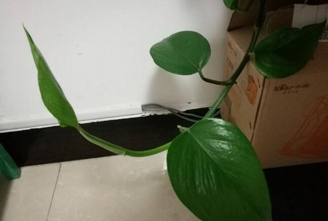 养“绿萝”，李大妈就用“它”，叶子大如掌，一窜10米长！