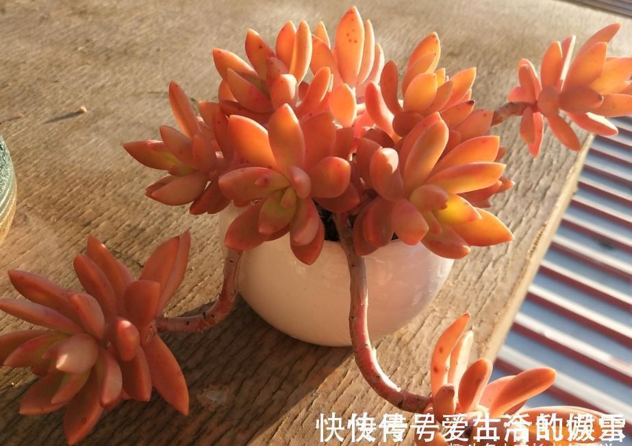 黄金花|养多肉不想买土?试试此8个品种,它们可以说是最不挑土的多肉了