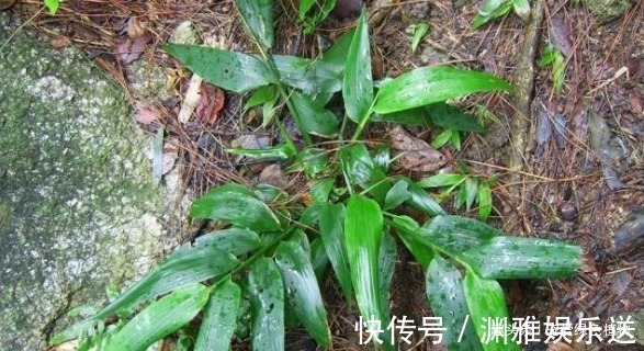 野草|生在湿地的它,目前价值珍贵,能“止咳、治牙疼”,看见请保护!