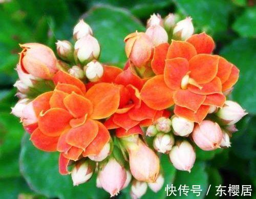 月季|农历7月16日开始,养花养个耐看的,又美又香,适合阳台盆栽