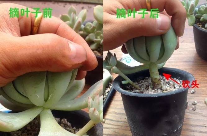 多肉快速爆盆法,这里的叶子快摘掉,效果立竿见影!