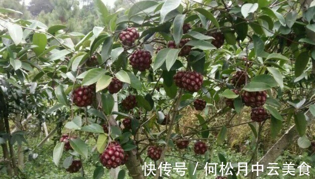 院子|家中有院子,就安排上“黑老虎”吧,耐寒耐旱,营养又美味!