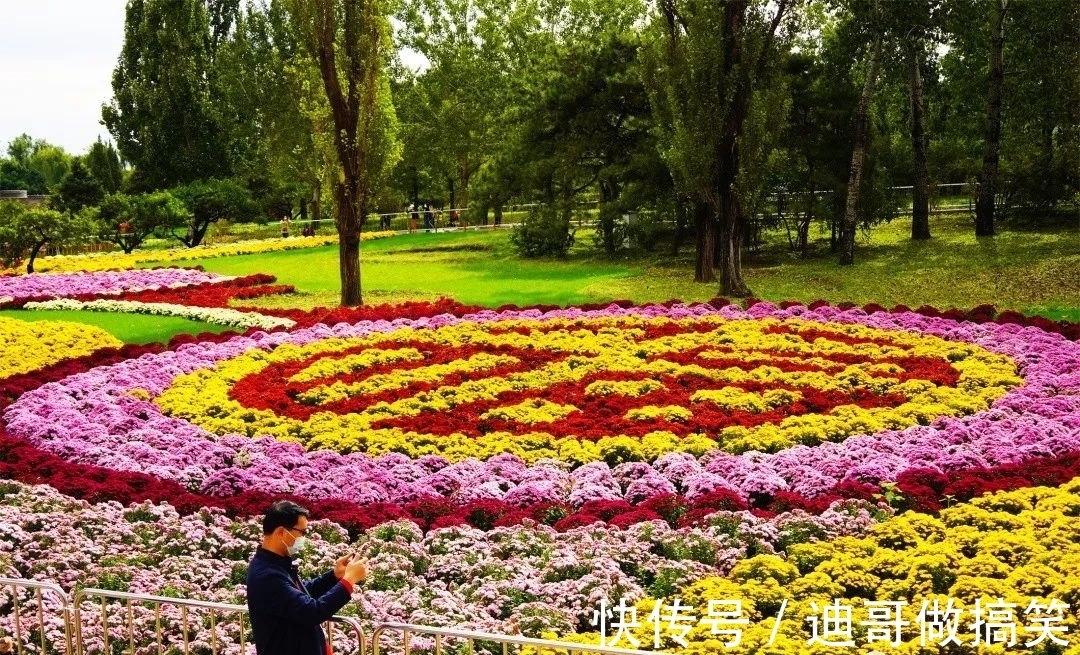 多头菊|秋菊有佳色 植物园花海邀您赏