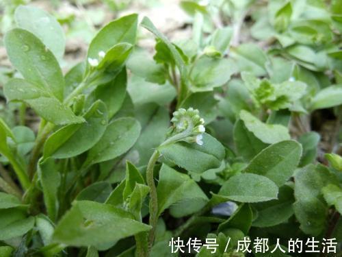 附地菜|农村一种野草,过去用来喂猪,殊不知药用价值高,消肿止痛有奇效