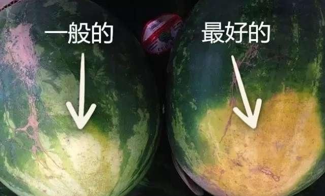 水果|买西瓜时别再拍了,西瓜也分“公母”记住这“4点”一挑一个准