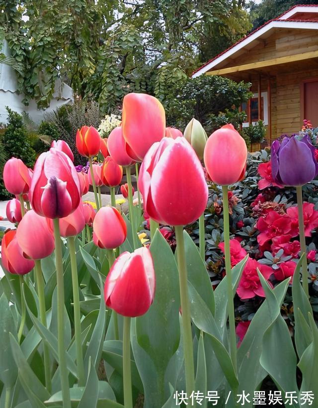 三楼|三楼奶奶不让我在一楼种花,事情解决了,出乎意料的让人难受