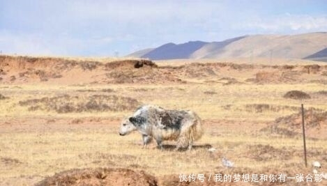 听说过神秘的死亡地带吗？你知道哪个