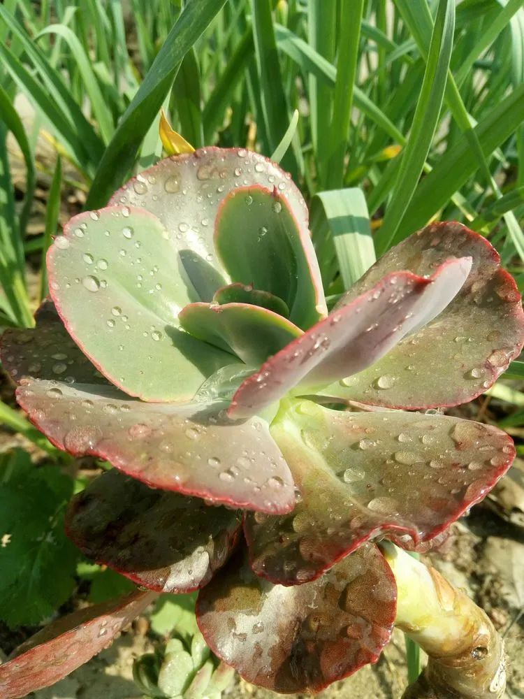 送瘟神,洒庭院,赏多肉,合家团聚话将来!