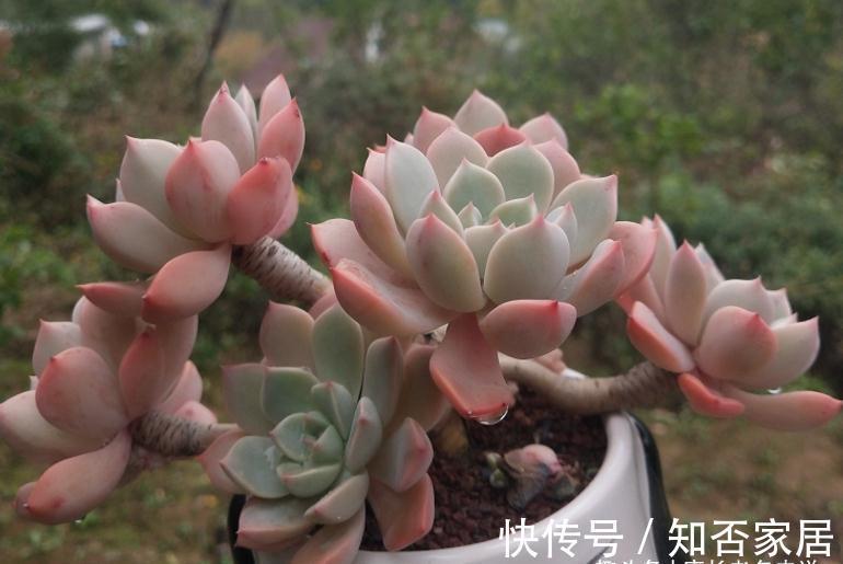 多肉长新叶，老叶片不消耗，原因大概有3种，能保证两点就别管它