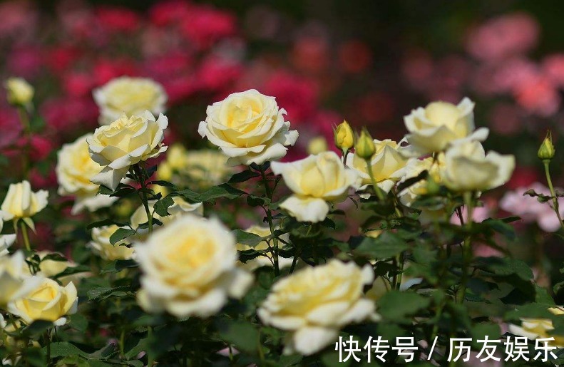 月季花,养护不难,但也需要掌握细节,真正掌握后,开花爆盆!