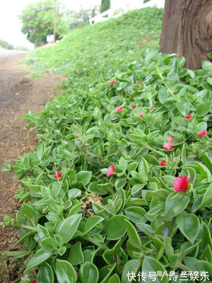 叶子娇嫩诱人的牡丹吊兰,以前被当野菜炒,转身变家里宝贝的盆栽