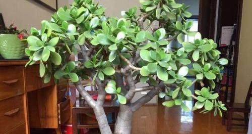  充足的光照|养玉树，不注意1点，就会穿裙子，越养越难看