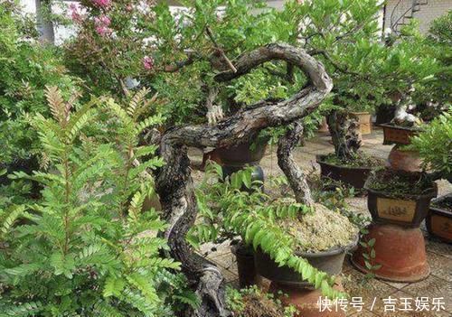 七里香|家里不通风、异味大,就养“3种花”,不仅有香味,还净化空气