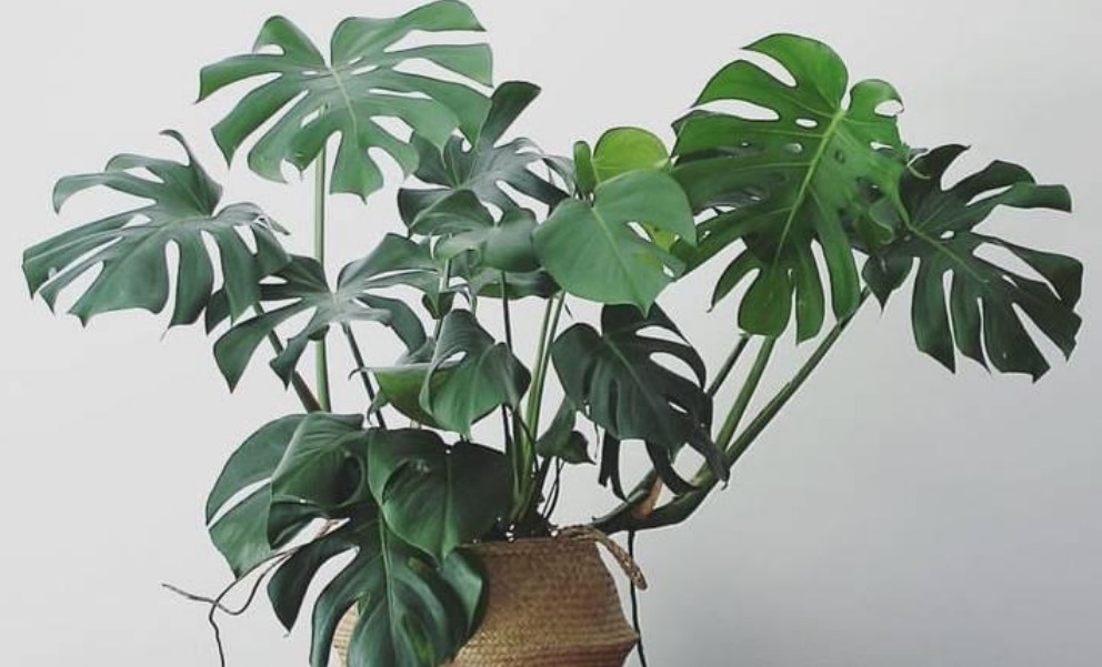 “人养花，花养人”，聪明人都养这3种花，寓意好、作用多