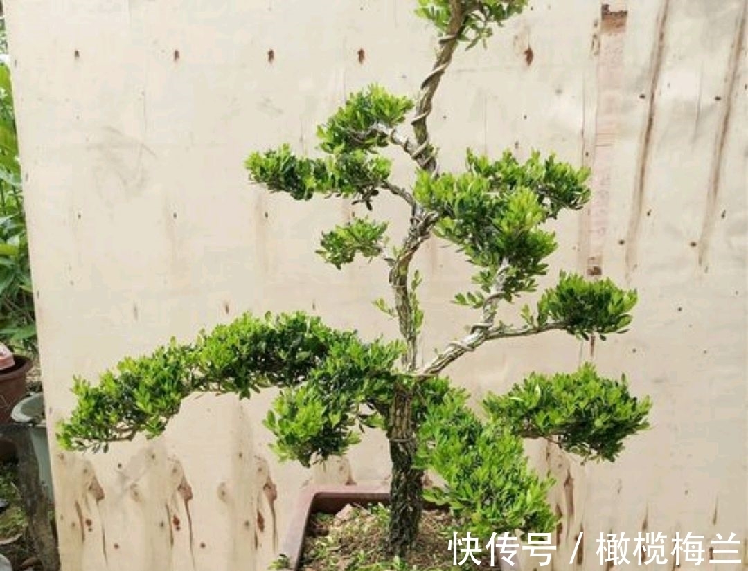 皱皮黄杨,冬季注意几点叶片葱翠生机盎然