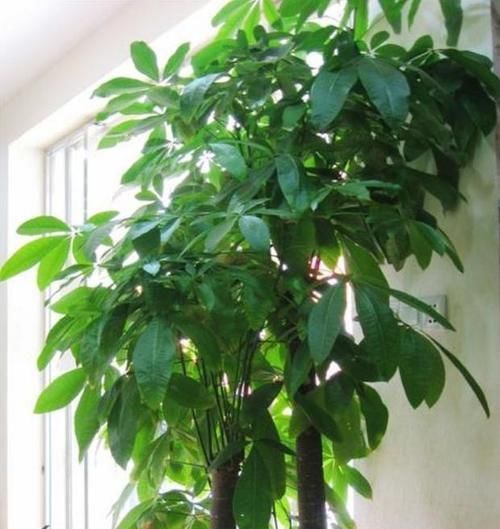 发财树|3种花最适合养客厅,叶片油绿、空气清新,自带财气,特别好