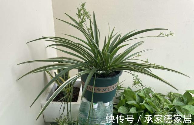 繁殖|天凉了，家里养花，准备开始玩扦插了，一棵变十棵，真有趣