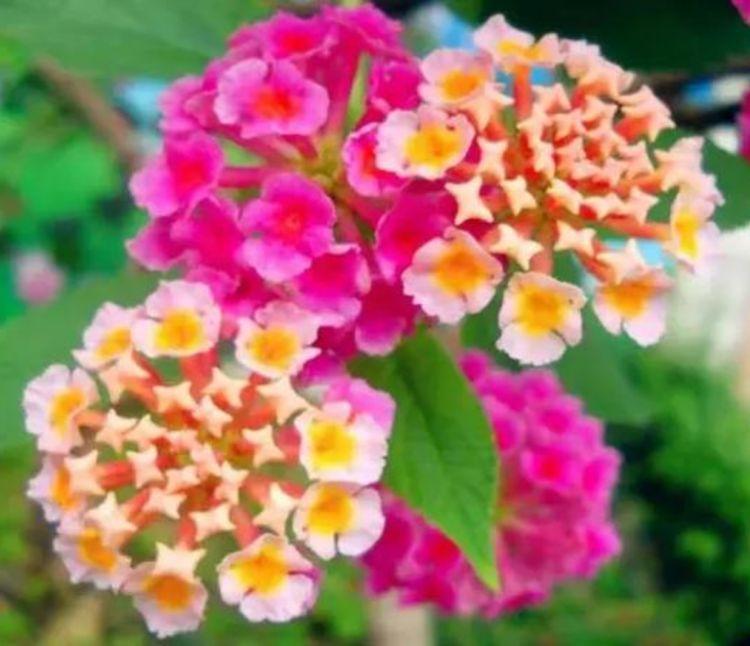 五色梅五色梅|家里就养4种花,沾土就活,开花多、花期长,懒人新手都能养好!