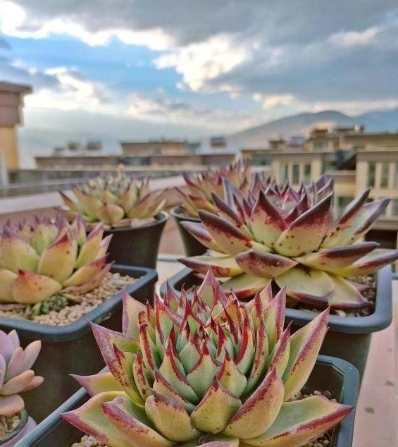 开春养多肉,5种多肉,适合新手养护,白菜价格,便宜好养