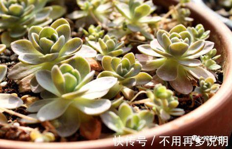 多肉就养这7种,散养不用管也能呼呼长,想养死都难!
