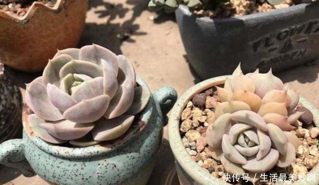 夏天养多肉,浇水是难题,掌握几个“小技巧”,安全度夏!