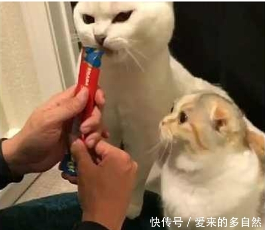 铲屎官给大白猫喂食 一旁折耳猫没有吃的 望眼欲穿让人心疼 天合乐学帮助家长发现孩子的更多可能