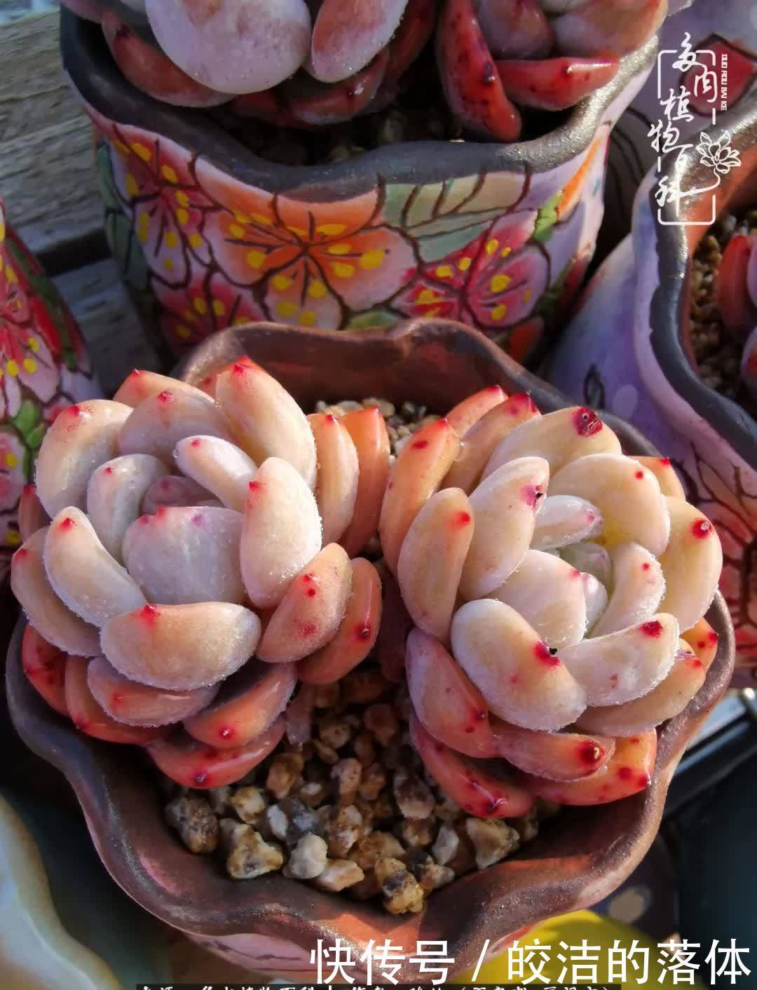 百度|我与多肉那些不得不说的故事!