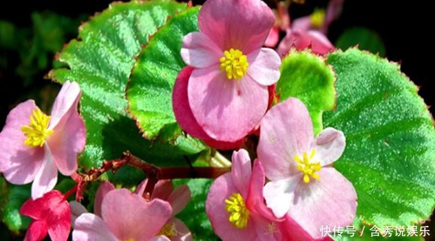菊花|新手养护花卉,就养比君子兰好养,比菊花好看的花卉,花开四季!