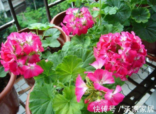 8月中旬,养花首选这5种,爱开花不说,关键是好养