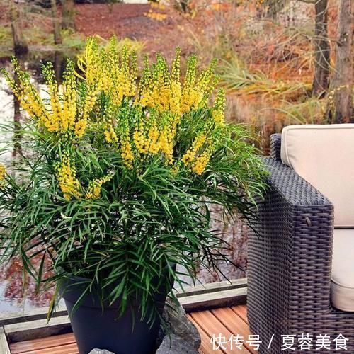 strong|耐阴绿植哪家好？爱花党看过来，更有耐寒的种类