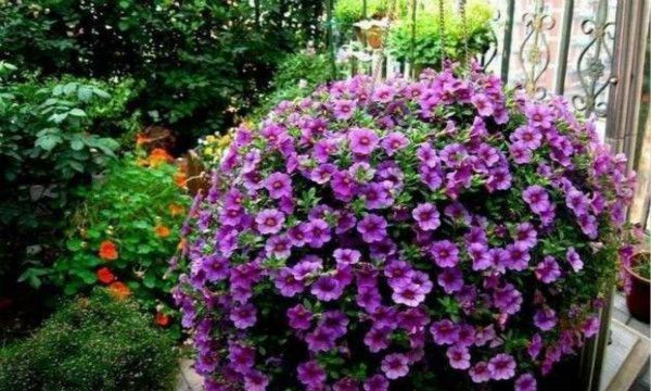 养花试试这几款，将啤酒与水混合每半个月直接将啤酒水洒在盆中