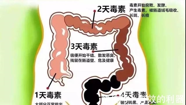 辣木叶|肠道里竟有7斤宿便?每天1杯,便秘、口臭不再来,跟肚腩说再见